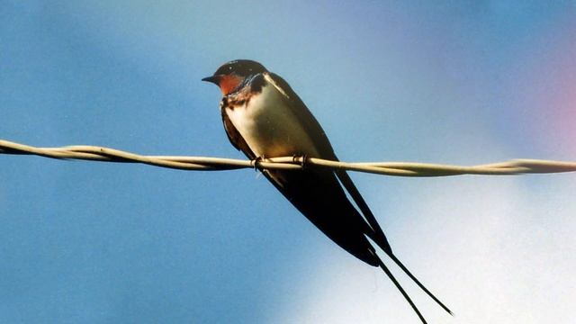 Звук ласточки, какой звук издает ласточка, пение ласточки смотреть онлайн