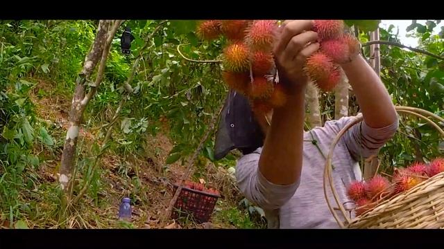 Rambutan farm harvesting in Cebu City/ Nephelium Lappaceum смотреть онлайн