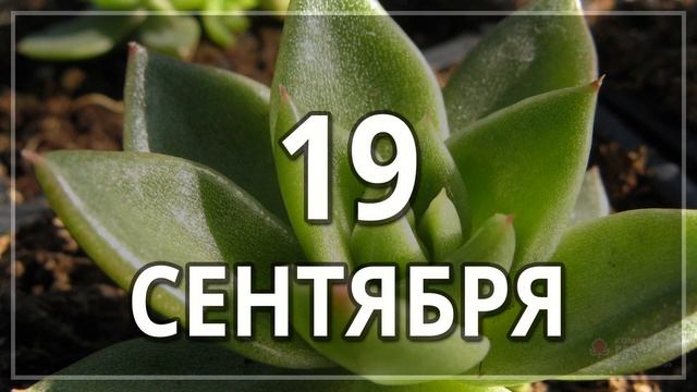Сентябрь 2019 г. | Лунный календарь подкормки комнатных цветов смотреть онлайн