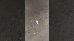 Город Волгоград, Красноармейский район, затон Сарептский