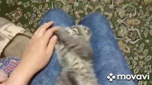 Веслоухий котенок 2 месяца!