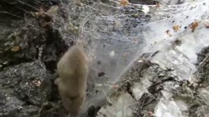 Мышь-малютка (лат. Micromys minutus)