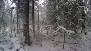 промысел соболя