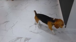 ШЕРЛОК ВМЕСТО БАТИ. ЧТО ИЗ ЭТОГО ВЫШЛО БРОС ШОУ ПЕТ