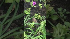 Ряби́нник, или дрозд-рябинник, — распространённый вид европейских дроздов в Москве .