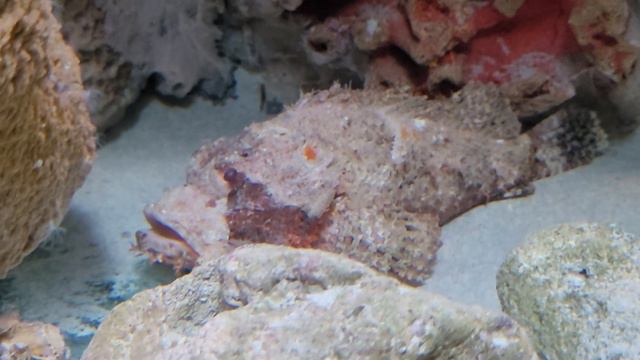 Рыба - КАМЕНЬ, мастер маскировки. Бородавчатка - самая ЯДОВИТАЯ рыба в мире. Sharjah Aguarium смотреть онлайн