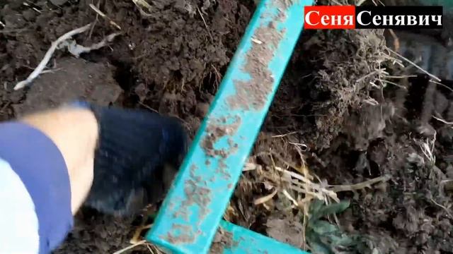 Шифенг сф-240 копает картошку транспортерной копалкой где сорняков больше чем картошки))) смотреть онлайн