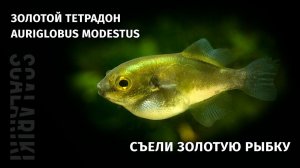 Золотой тетрадон. Содержание в аквариуме