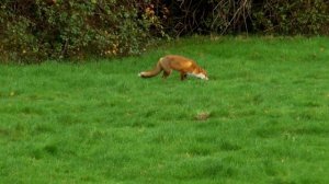 Panasonic HC X900M. Test Video 22nd November 2022.