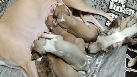 Уиппет - лучший компаньон! В нашем питомнике время щенков! #уиппет #whippet #bestfriend