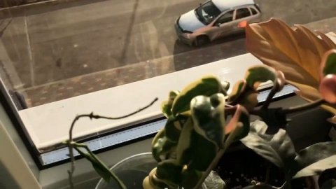 #Мои_комнатные_растения // #Обзор_растений на подоконнике и комоде