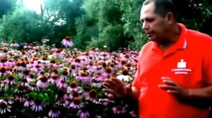 Цветы.Эхинацея пурпурная (1 часть )