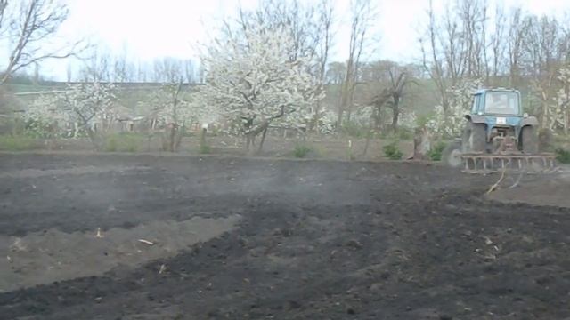 МТЗ-80 ,культивация в огороде. смотреть онлайн