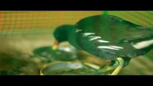 Болотная курица Болотная красавитца