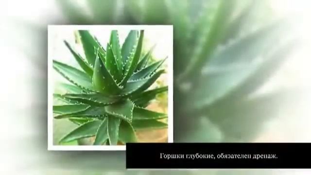 Алоэ древовидное столетник Уход в домашних условиях смотреть онлайн