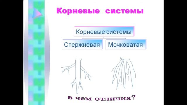 Виды корней  Типы корневых систем