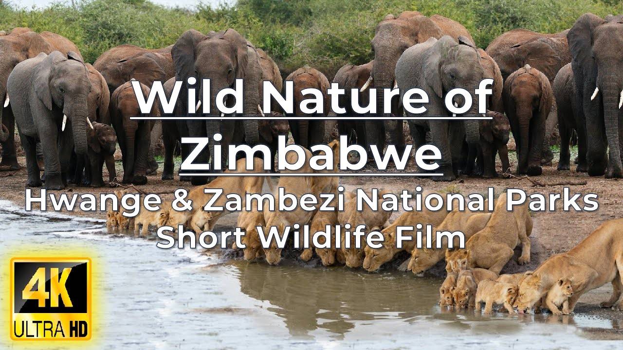 Wild Nature of Zimbabwe in 4K HDR - Hwange & Zambezi National Parks - Short Wildlife Film