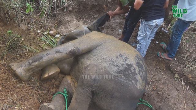 A Sick Elephant Gets Medical Attention: Wildlife team gets treated смотреть онлайн