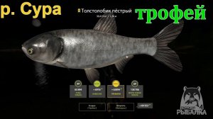 Русская рыбалка 4 / р. Сура / Толстолобик пестрый (трофей) с первой поклевки