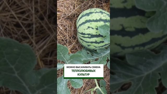 Когда можно высаживать помидоры и баклажаны в открытый грунт?