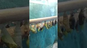 Бабочка вылупляется из кокона
