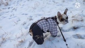 Как переносят низкие температуры французские бульдоги?!  ЛЕГКО !!!