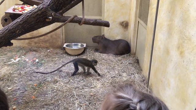 Зоопарк 12 месяцев смотреть онлайн