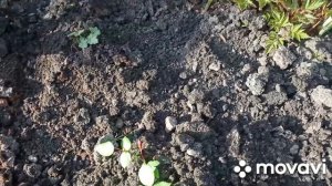 Восстановление цветника после аварии( продолжение)