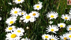 Ромашка белая, лепесточки нежные...