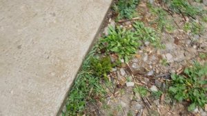 Жизнь на Юге России. на Кубани дождь☔️☔️☔️🌻🌞☔️☔️☔️