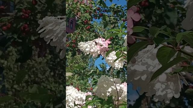 1000380604.mp4 шмель обследует гортензию