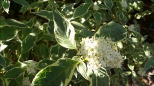 Декоративные кустарники. Дёрен.