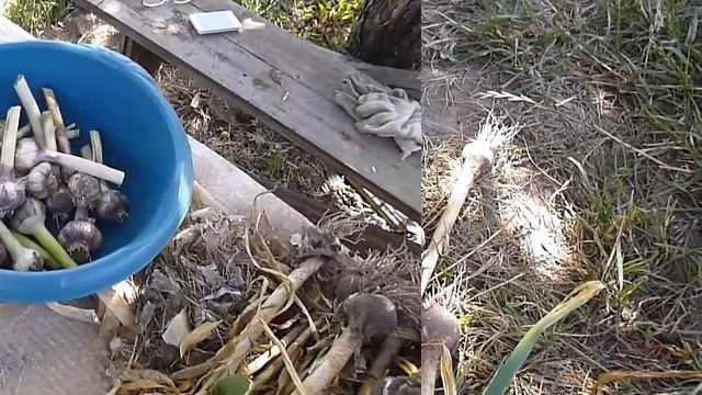 Убираю Чеснок Весенней Посадки Прошлого Года/ Невольный Эксперимент смотреть онлайн