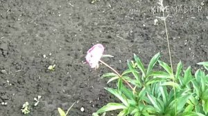 НА ДАЧУ К БАБУШКЕ // Гуляем с реборном!