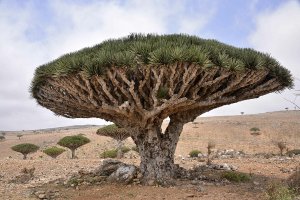 #15 Кайнозойская эра. Неогеновый период. Миоцен