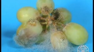 Üzümde Aspergillus niger, Botrytis cinerea,