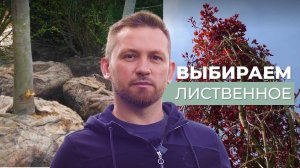 Крупномеры: выбираем лиственное #Крупномеры