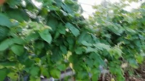 Подготовка  малины к зиме