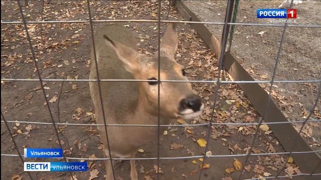 День защиты животных смотреть онлайн