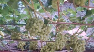 Аркадия. Самый лучший сорт винограда.