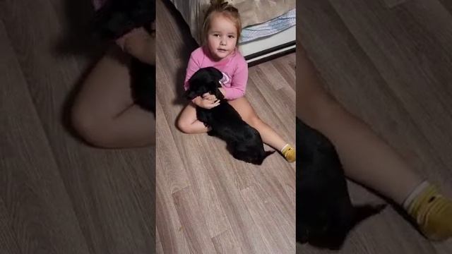 Такса, девочка, 1 год, ищет дом смотреть онлайн