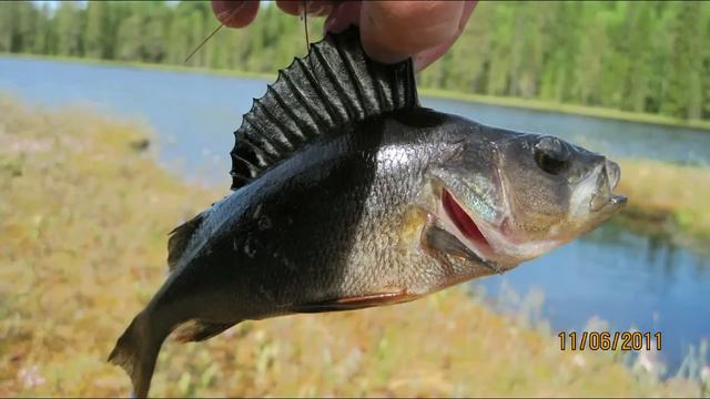 Обзор рыбалок 2010-2011 смотреть онлайн