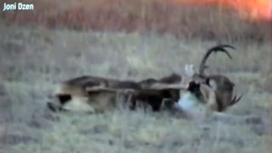 Пума в деле! Пума против Собаки, Волка, Медведя, Орла, Лучшая защита, нападение...