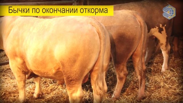 Супер Шароле (Super Charolais)