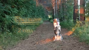 Бриллиант бордер-колли 2 года