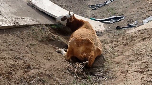 #Спасение_Коровы. смотреть онлайн