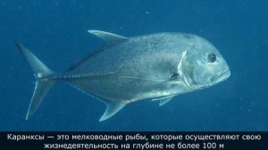 Каранкс - опасный морской хищник, охотящийся на птиц. Интересные факты о Каранксе