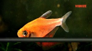 Тетра Фон Рио содержание в аквариуме, разведение, совместимость, уход