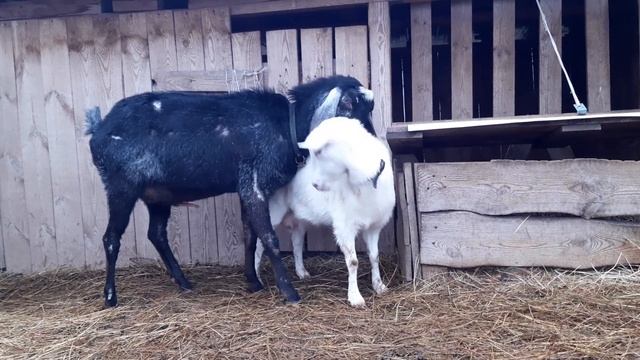 Как выглядит петля у козы в охоте? смотреть онлайн