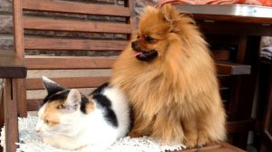 Pomeranian and cat friends came Пришли друзья померанский шпиц и кошка